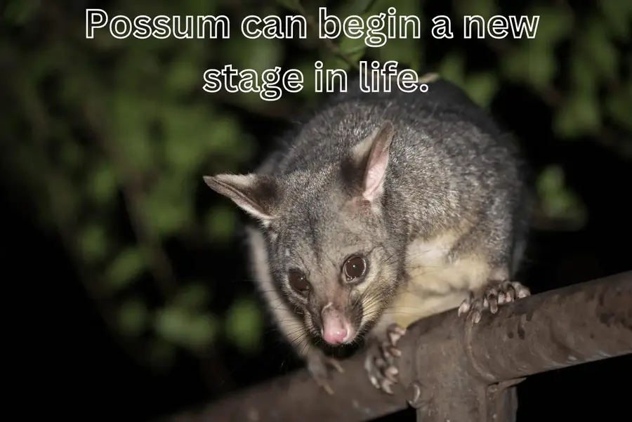 possum can begin new stage in life