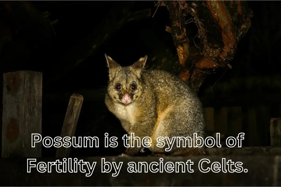 possum is symbol of fertility