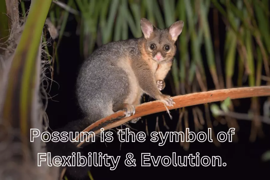 possum is the symbol of flexibility