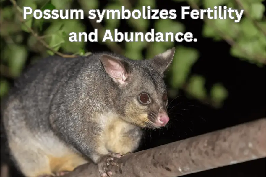 possum symbolizes abundance and fertility