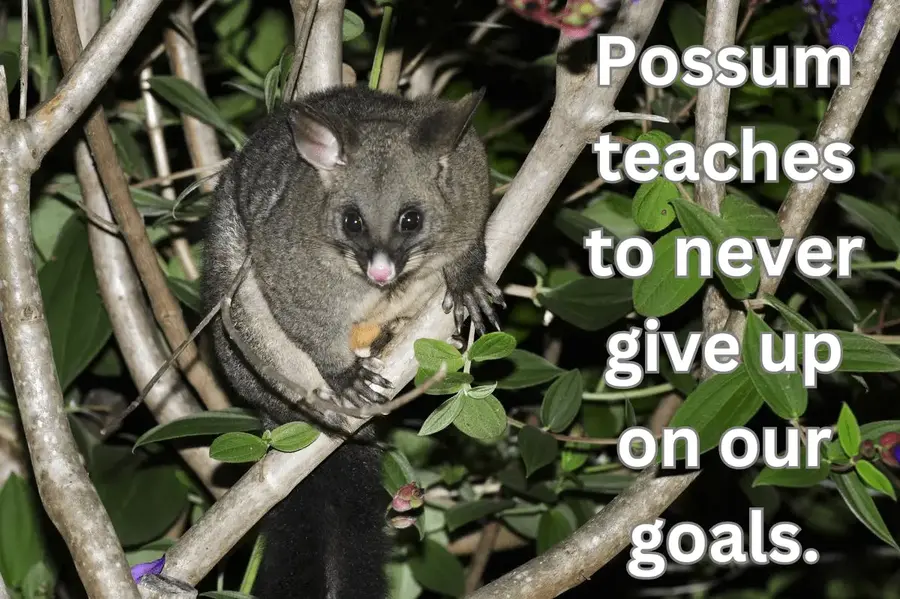 possum teaches to never give up on goals