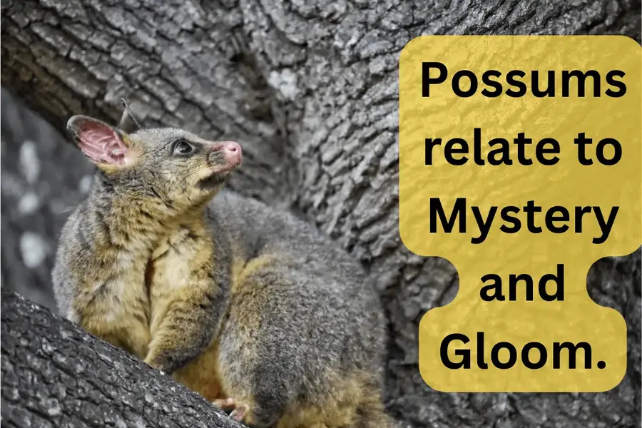 possums relates to mystery and gloom