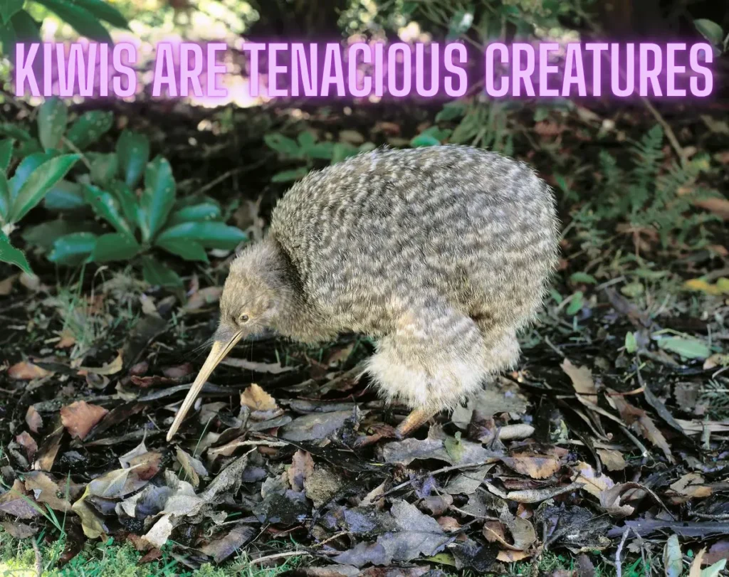 Kiwis are tenacious creatures