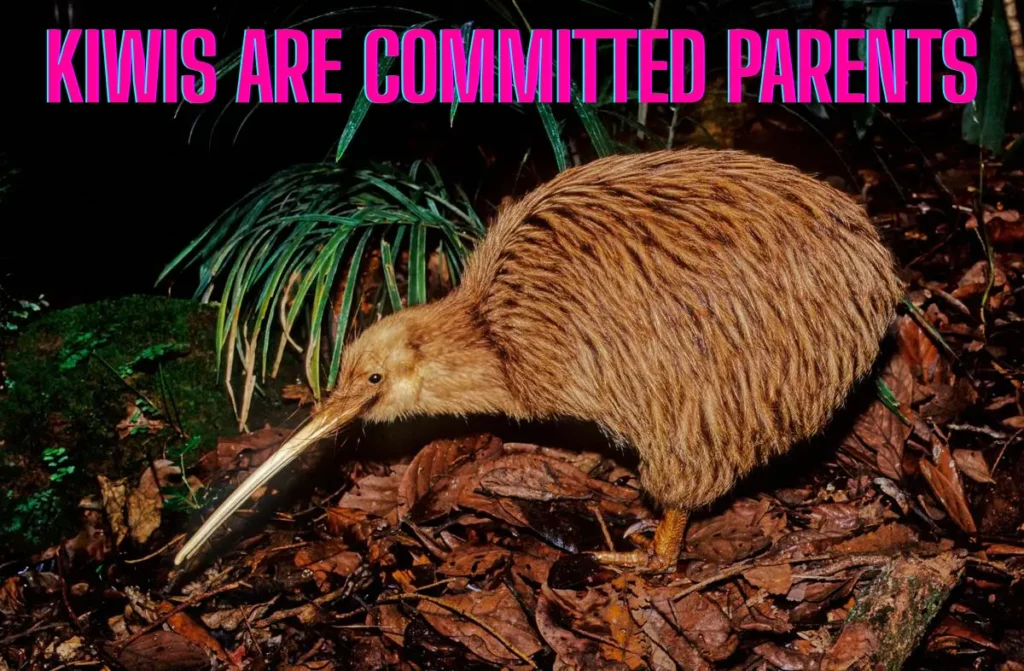 Kiwis are committed parents