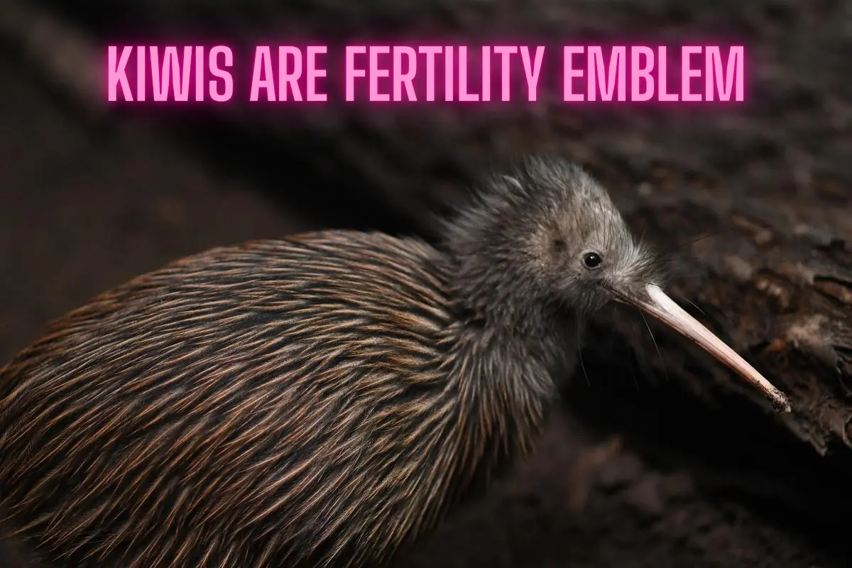 Kiwis are fertility symbol